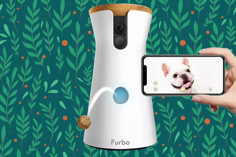 Treat Your Pet to Some Tried & True Gifts This Season